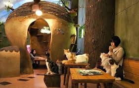 Cats At The Temarinoouchi Cat Cafe In Tokyo Japan Cat Cafe Japan Pet Cafe Cat Cafe