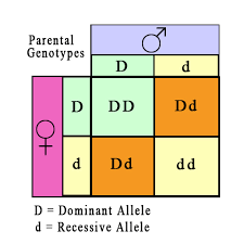 patterns of inheritance genetics generation