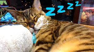 Snoring Bengal Cat Youtube