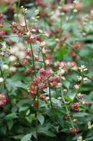 Image result for Pupalia grandiflora