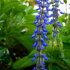 Image result for Coleus barbatus