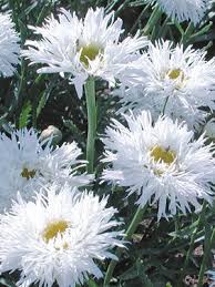 With blooms that form in early summer and last all the way until the end of fall it will fit well in your garden as a groundcover, specimen plant, or front of border plant in your perennial garden. Leucanthemum X Superbum Aglaia 2726 Art Form Nurseries White Gardens White Flowers Flower Garden