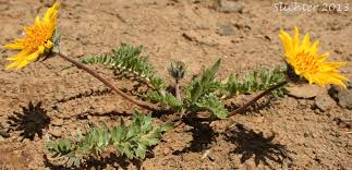 Image result for Wahlenbergia hookeri