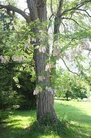 Image result for Robinia