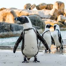 Take this quiz to learn a little more about these flightless birds. African Penguins Are Being Lured Into An Ecological Trap As Warming Sea Temperatures And Overfishing Make Food Scarce In T African Penguin Penguins Ecology