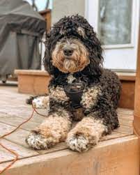 The best way to predict how puppies will look is to examine the two parent. Best Bernedoodle Generations F1 F1b F2 F2b Etc We Love Doodles