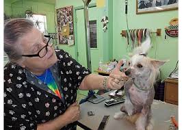 Check spelling or type a new query. 3 Best Pet Grooming In Elk Grove Ca Expert Recommendations