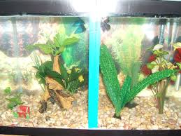 Divided betta tanks 🐟❤ introducing the new 10 gallon female tank! Photo 1 Divided Tank With Two Male Bettas All Fake Plan