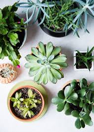 11 Low Maintenance Houseplants How To Care For Them During Winter Succulent Garden Indoor Plants Succulents Indoor