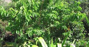 Image result for Antidesma vogelianum