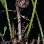 Image result for Christella hispidula