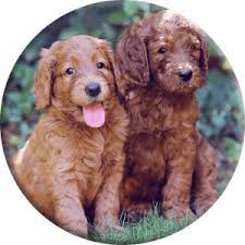 This is the philosophical starting point and origins of the australian cobberdog. Australian Cobberdog Puppies Dogking