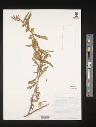 Image result for Kotschya