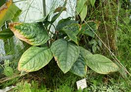 Image result for Culcasia orientalis