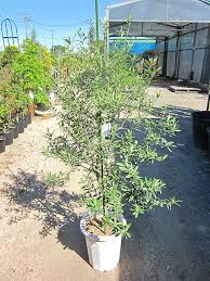 楽天市場 オリーブの木 10号 観葉植物 販売 木 苗 苗木 鉢植え 常緑樹 南欧の樹木 希少種 送料無料 限定 オリーブの木 Smtb S 05p01mar15 ブルーミンググレイス