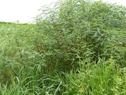 Image result for Sesbania sericea