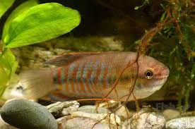 Obviously, they are beautiful shades of blue. All About Anabantoids Gourami And Bettas Fishwise