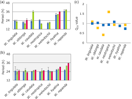 Image result for Wolffiella repanda