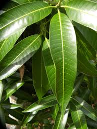 Image result for Mangifera