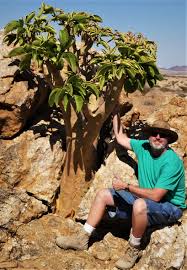 Image result for Cyphostemma montanum