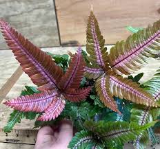 Image result for Pteris similis