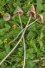 Image result for Conocybe lactea