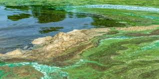 Image result for Habrochloa