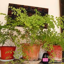 Kebanyakan daun fertile sama dengan daun steril, tetapi juga dijumpai adanya dimorfisme. Pokok Pasu Yang Sesuai Di Ruang Teduh