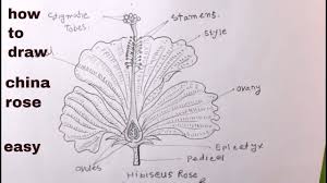 How to draw plant cell. How To Draw Plant Cell Easy Draw A Plant Cell Step By Step Youtube