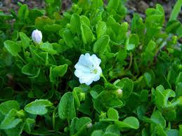 Image result for Falkia