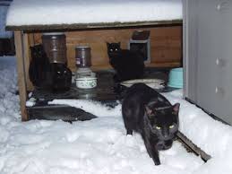 Our house came complete with feral cats (also sometimes called community and neighborhood cats) when we moved in, and we have cared for them ever since. How To Build A Feral Cat Shelter For The Winter Catster
