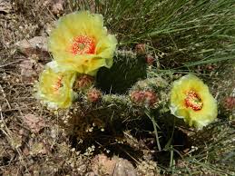 Many cacti have long fibrous roots that look like strands of air. Cacti Fizzynotions
