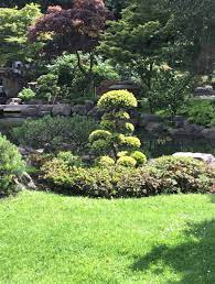 Ilex Crenata Japanese Cloud Tree With Japanese Acers As Backdrop Unique Trees Japanese Garden Unique Plants