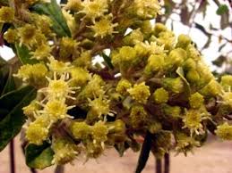 Image result for Brachylaena discolor