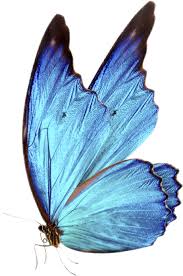 Picsart Photo Studio Blue Morpho Butterfly Blue Butterfly Fly Drawing