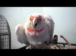 Bird Crying Like A Baby Video Baby Parrot Wants A Hug Youtube Cute Animal Videos Animal Gifs Cute Animals