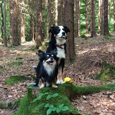 Mayamonster Bordercollie Appenzellersennenhund Mehrappialsborder Ben Benji Chihuahua Love Doglove In 2020 Greater Swiss Mountain Dog Swiss Mountain Dogs Dogs