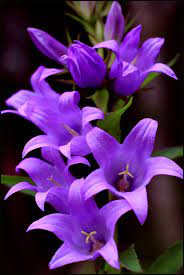 Pin On Anything Everythingpurple
