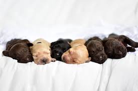 Puppy patch labradoodles are extensively health tested and our puppies come with a 2 year health guarantee. Kylie Australian Labradoodle Puppies For Sale In Orlando Florida Trinity Doodles