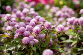 Image result for Gomphrena globosa