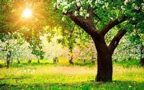 صور اشجار و طبيعة خلابة خواطر عامة Nature Desktop Nature Desktop Wallpaper Beautiful Nature Wallpaper