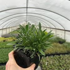 Image result for Eriospermum seineri