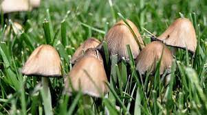 Actually, the mushroom you see is just the portion of a larger fungal network that lives in all living soil all the time. Mushrooms In The Lawn How To Remove Them Prevent Them Growing Back