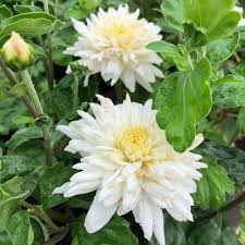 We are impatiently waiting for your mother's day flowers' orders online or by calling our sales line. White Grandchild Perennial Mum Plants For Sale Free Shipping