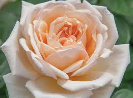 There are 2621 orange tea roses for sale on etsy, and they cost 10,31 $ on average. Hybrid Tea Roses Sunnyside Nursery