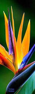 Pin By Greg Ode On Le Jardin De Zaza B Birds Of Paradise Flower Birds Of Paradise Paradise Painting