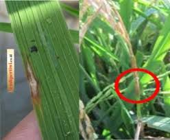 Maybe you would like to learn more about one of these? Penyakit Kriting Kuning Pada Gambas Benih Pertiwi