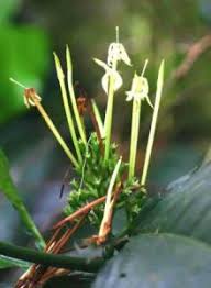 Image result for Oxyanthus speciosus