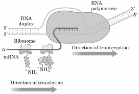 What are mrna, trna and rrna? Http Conf Agi Nu Ac Th Webnewasp Ereading Gene Unit5 Pdf