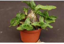 Image result for Ledebouria cordifolia
